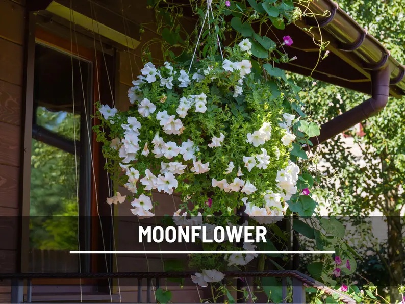 Moonflower Seeds – Heirloom Night Blooming Vine, Fragrant White Flowers for Trellis, Fast Growing, Easy, Attracts Pollinators | 25 Seeds 