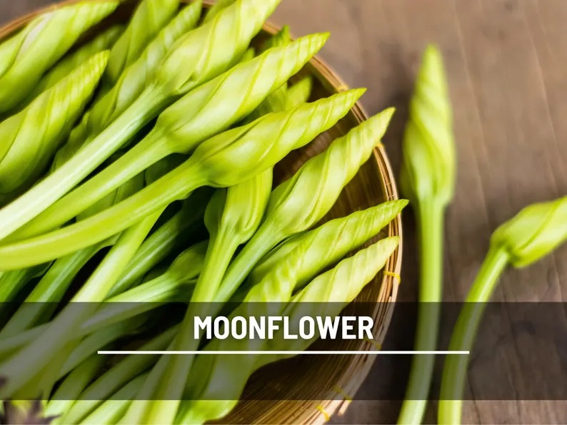 Moonflower Seeds – Heirloom Night Blooming Vine, Fragrant White Flowers for Trellis, Fast Growing, Easy, Attracts Pollinators | 25 Seeds 