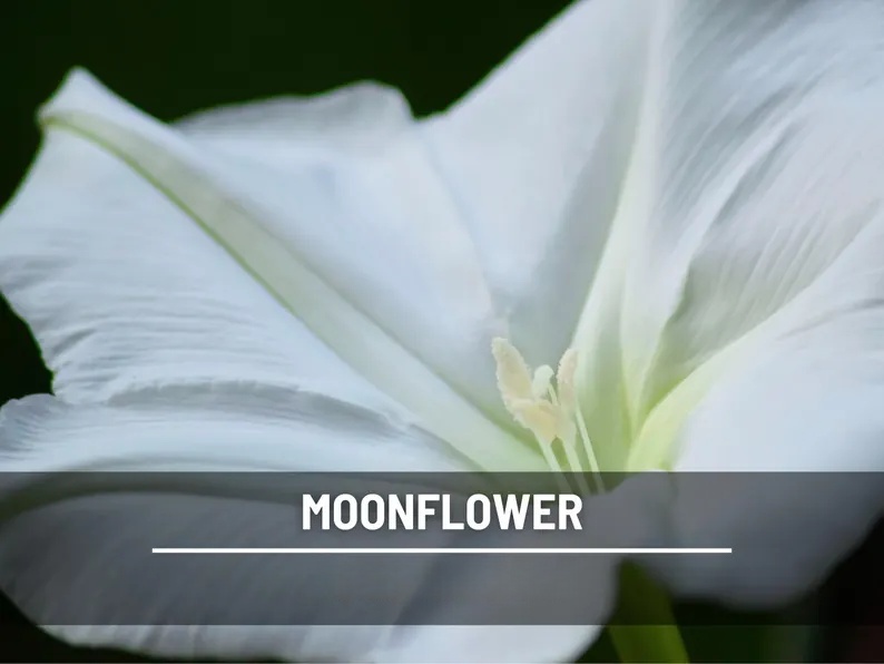 Moonflower Seeds – Heirloom Night Blooming Vine, Fragrant White Flowers for Trellis, Fast Growing, Easy, Attracts Pollinators | 25 Seeds 