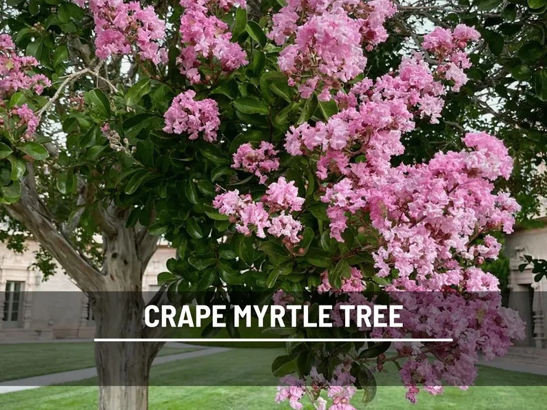Crape Myrtle Seeds – Heirloom, Striking & Colorful Blooms, Low Maintenance Tree, Medicinal Plant | 50 Seeds 