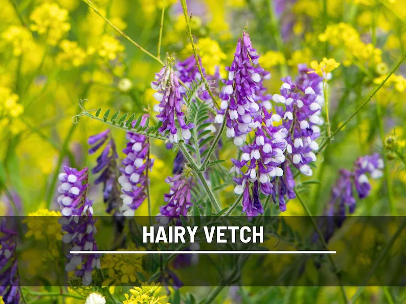 Hairy Vetch Seeds – Heirloom Cover Crop, Nitrogen Fixing & Soil Improving, Pollinator Friendly, Easy to Grow | 100 Seeds 