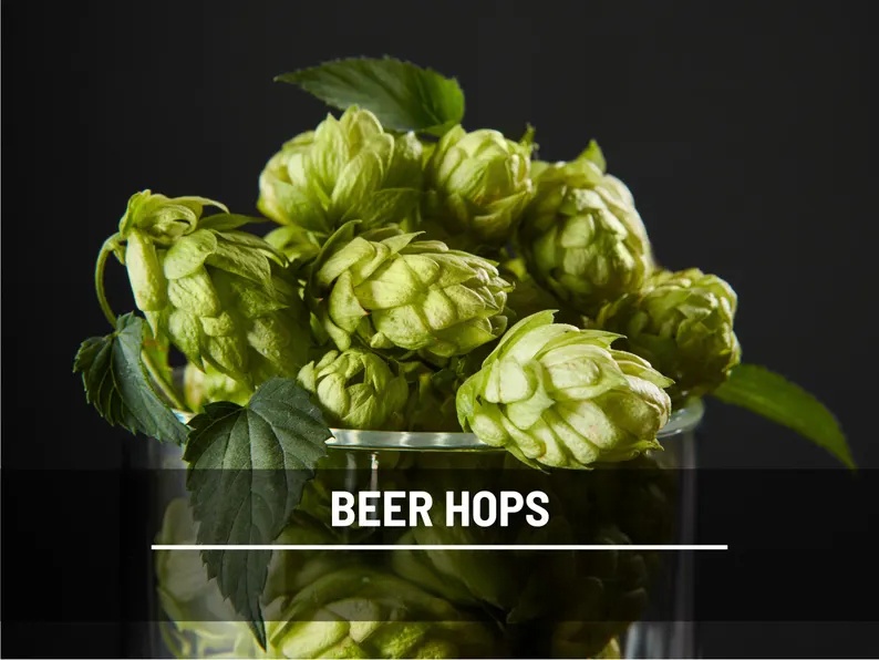 Beer Hops Seeds – Heirloom, Non-GMO Climbing Vine for Brewing (20 Seeds) 