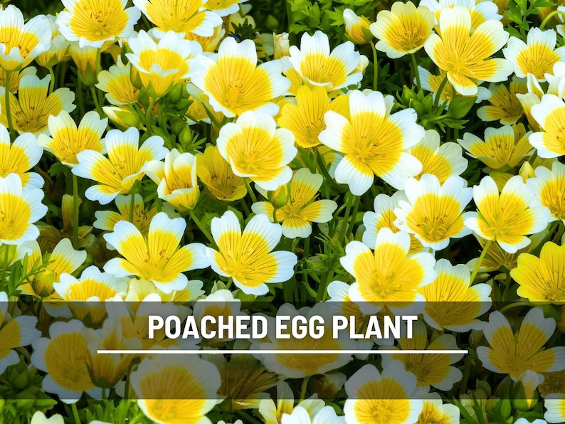 Meadowfoam Seeds (Poached Egg Plant) – Heirloom, White and Yellow Blooms, Easy to Grow Annual Flower | 50 Seeds 