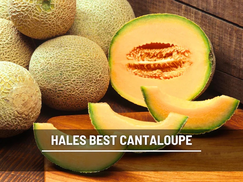 Hale's Best Jumbo Cantaloupe Seeds – Heirloom, Powdery Mildew Resistant (50 Seeds)