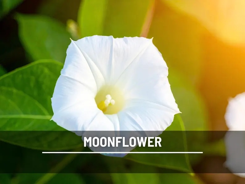 Moonflower Seeds – Heirloom Night Blooming Vine, Fragrant White Flowers for Trellis, Fast Growing, Easy, Attracts Pollinators | 25 Seeds 
