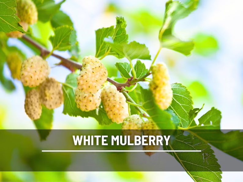 White Mulberry Seeds – Heirloom Fruit Tree, Morus Alba, Sweet White Berries for Homestead, Fast Growing | 50 Seeds 