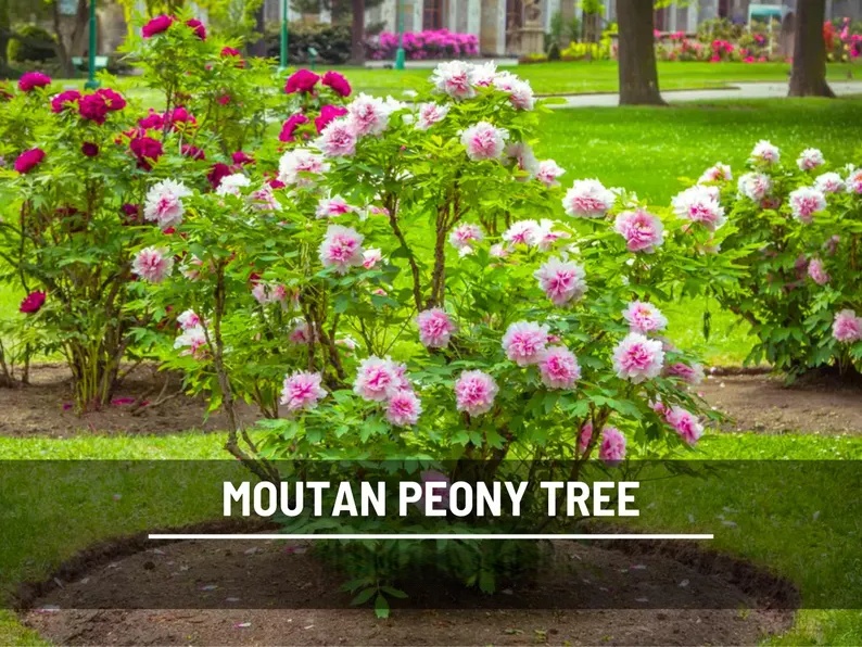 Moutan Tree Peony Seeds – Heirloom Shrub, Tree Peony, Paeonia suffruticosa, Hardy Perennial Landscape Plant | 10 Seeds 