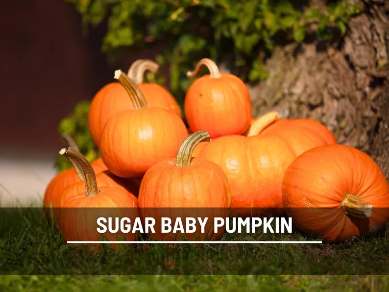 Small Sugar Pumpkin Seeds - Heirloom, Compact & Sweet, Non-GMO (15 Seeds) 