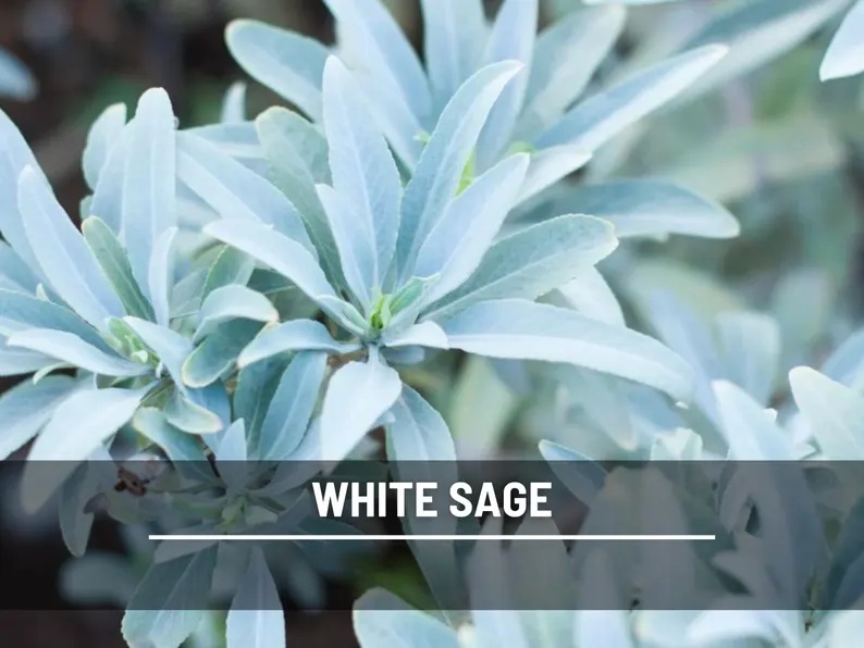 White Sage Seeds – Heirloom, Sacred Smudging Plant, Medicinal Herb, Non-GMO, Spiritual Cleansing, Easy to Grow | 50 Seeds 