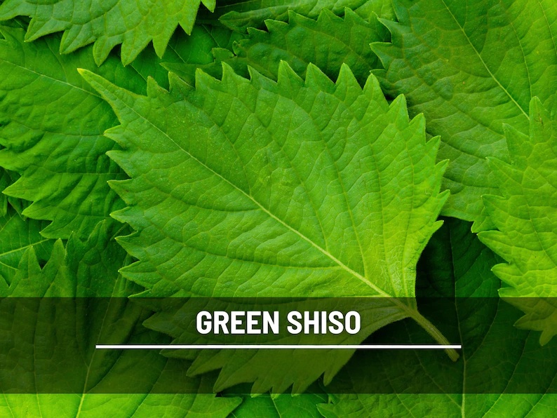 Green Shiso Seeds – Heirloom Herb, Asian Medicinal & Culinary Plant, Minty Flavor, Non-GMO, Garden Gift | 200 Seeds