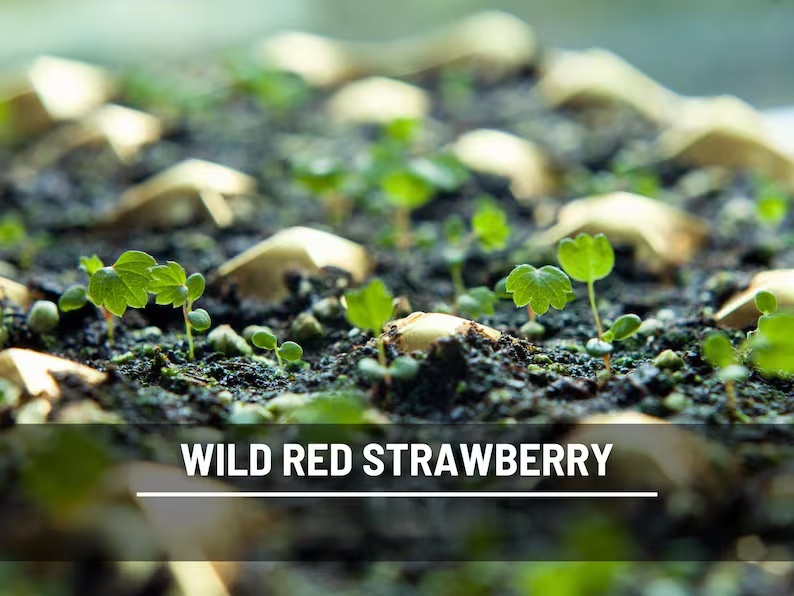Wild Red Strawberry Seeds – Heirloom, Sweet & Flavorful Fruit, Vigorous Growth, Non-GMO, Garden Favorite | 200 Seeds
