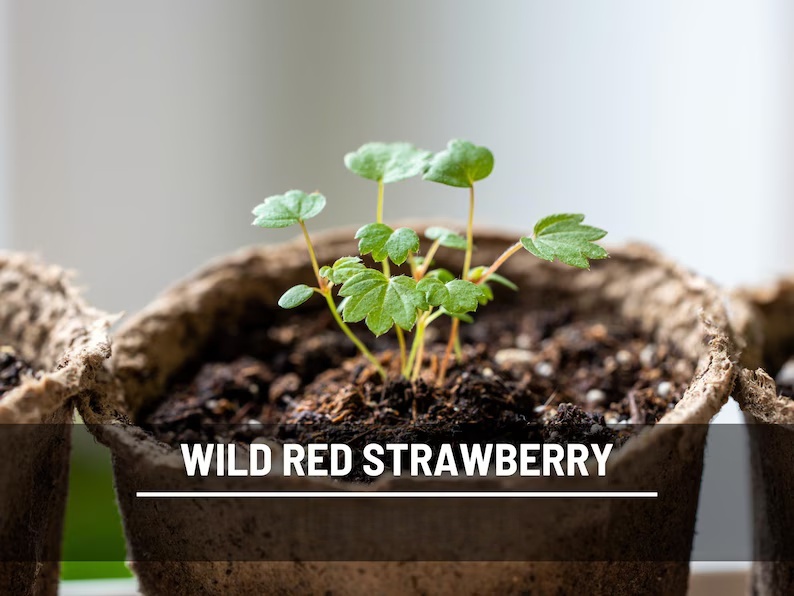 Wild Red Strawberry Seeds – Heirloom, Sweet & Flavorful Fruit, Vigorous Growth, Non-GMO, Garden Favorite | 200 Seeds