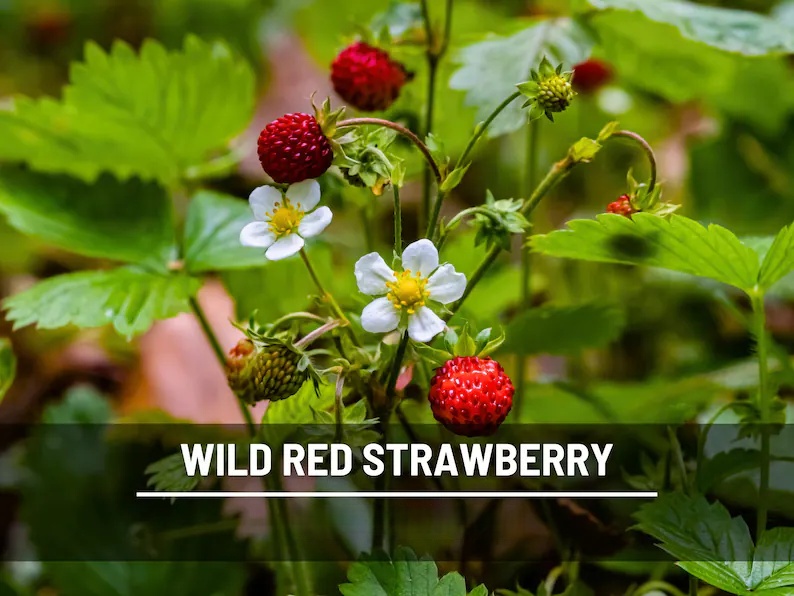 Wild Red Strawberry Seeds – Heirloom, Sweet & Flavorful Fruit, Vigorous Growth, Non-GMO, Garden Favorite | 200 Seeds