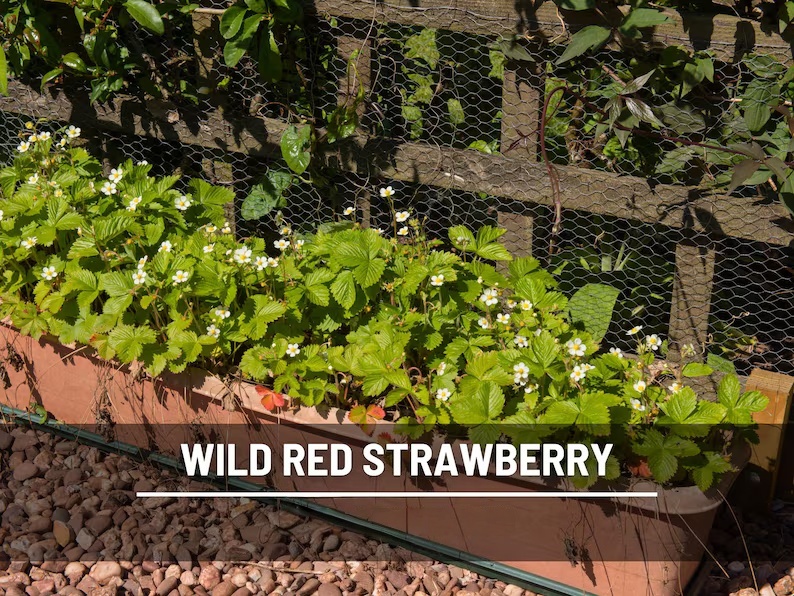 Wild Red Strawberry Seeds – Heirloom, Sweet & Flavorful Fruit, Vigorous Growth, Non-GMO, Garden Favorite | 200 Seeds