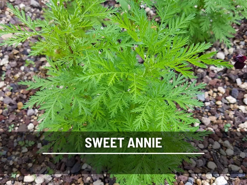 Sweet Annie Herb Seeds – Heirloom Artemisia, Aromatic Foliage for Crafts (50 Seeds)