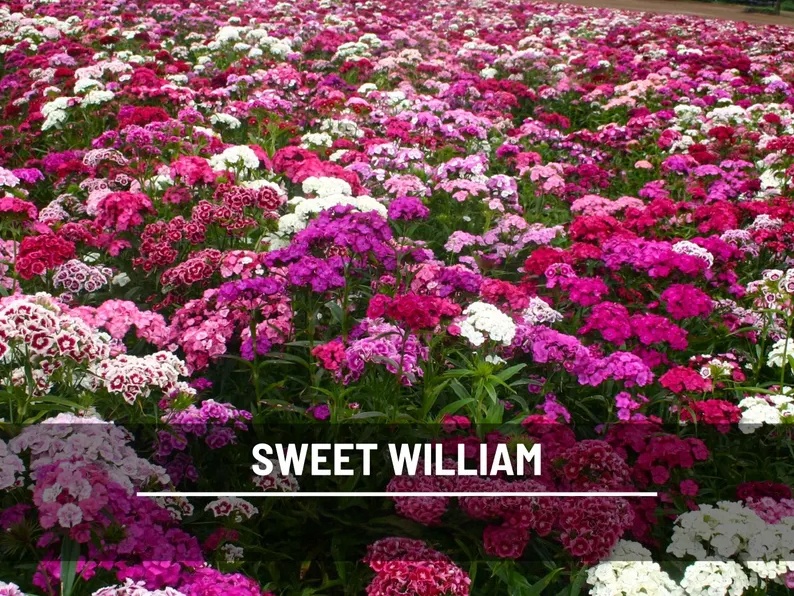 Sweet William Seeds – Heirloom, Fragrant Flowers, Vibrant Colors, Pollinator Friendly, Garden Favorite | 250 Seeds 