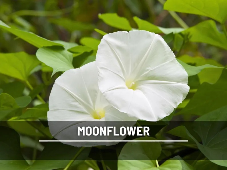 Moonflower Seeds – Heirloom Night Blooming Vine, Fragrant White Flowers for Trellis, Fast Growing, Easy, Attracts Pollinators | 25 Seeds 