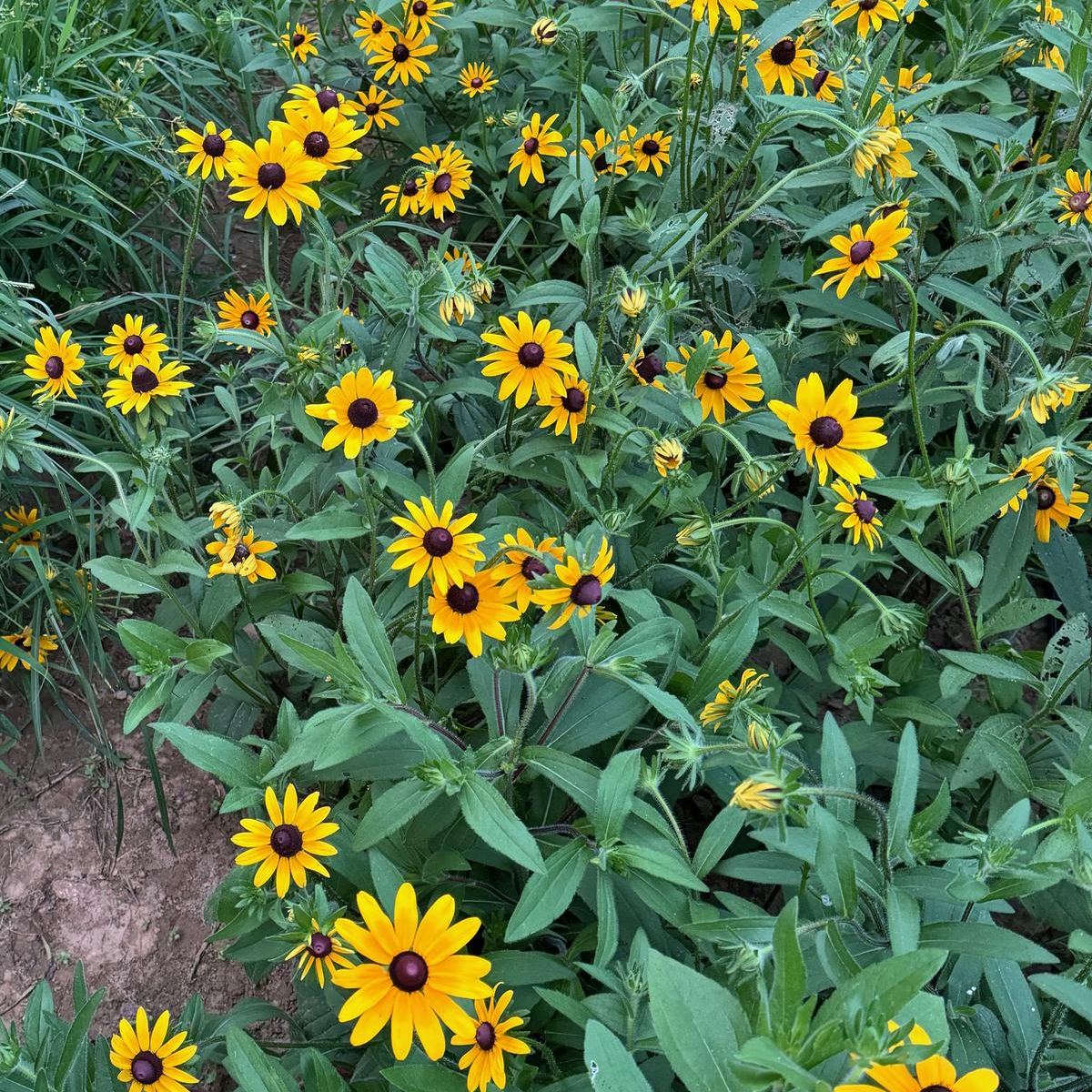 Rudbeckia, Cherokee NF Ecotype, 0.05 g