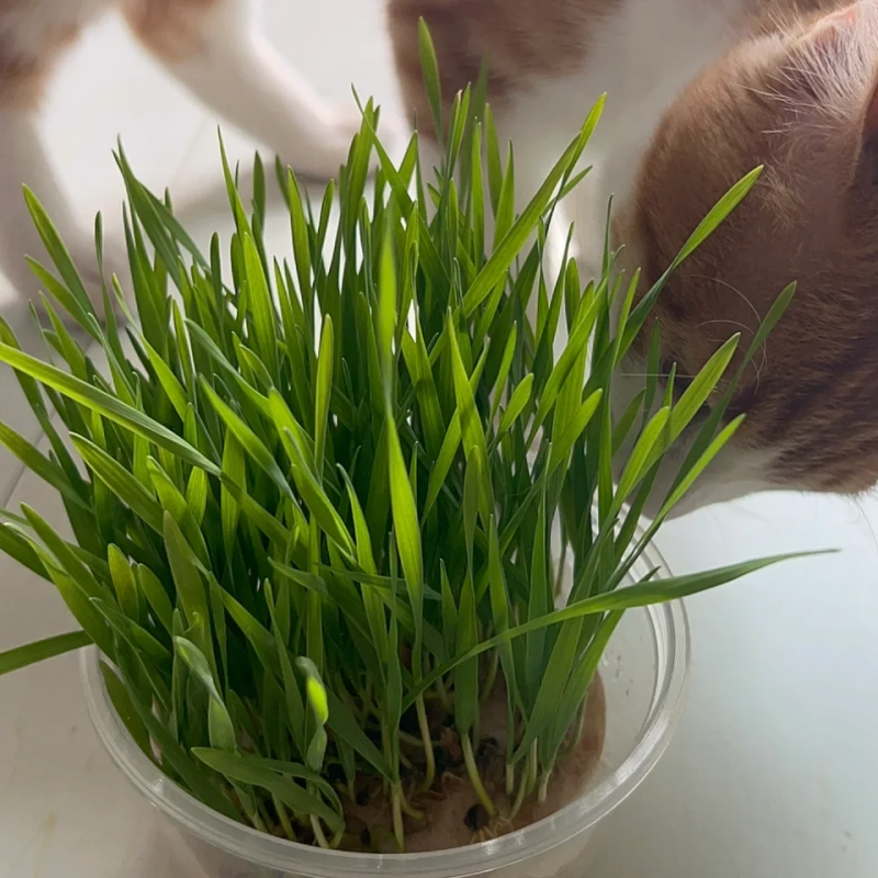 Catnip Herb Seeds For Planting (Nepeta cataria)