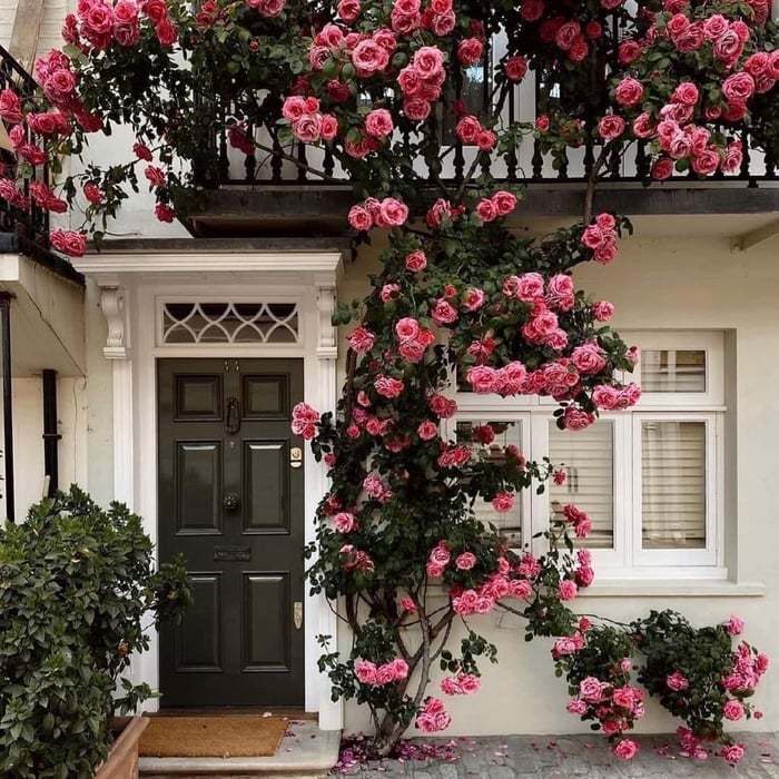 🌸Rare Climbing Rose Seeds – Fragrant Blooms for Your Garden, Easy to Grow🌹