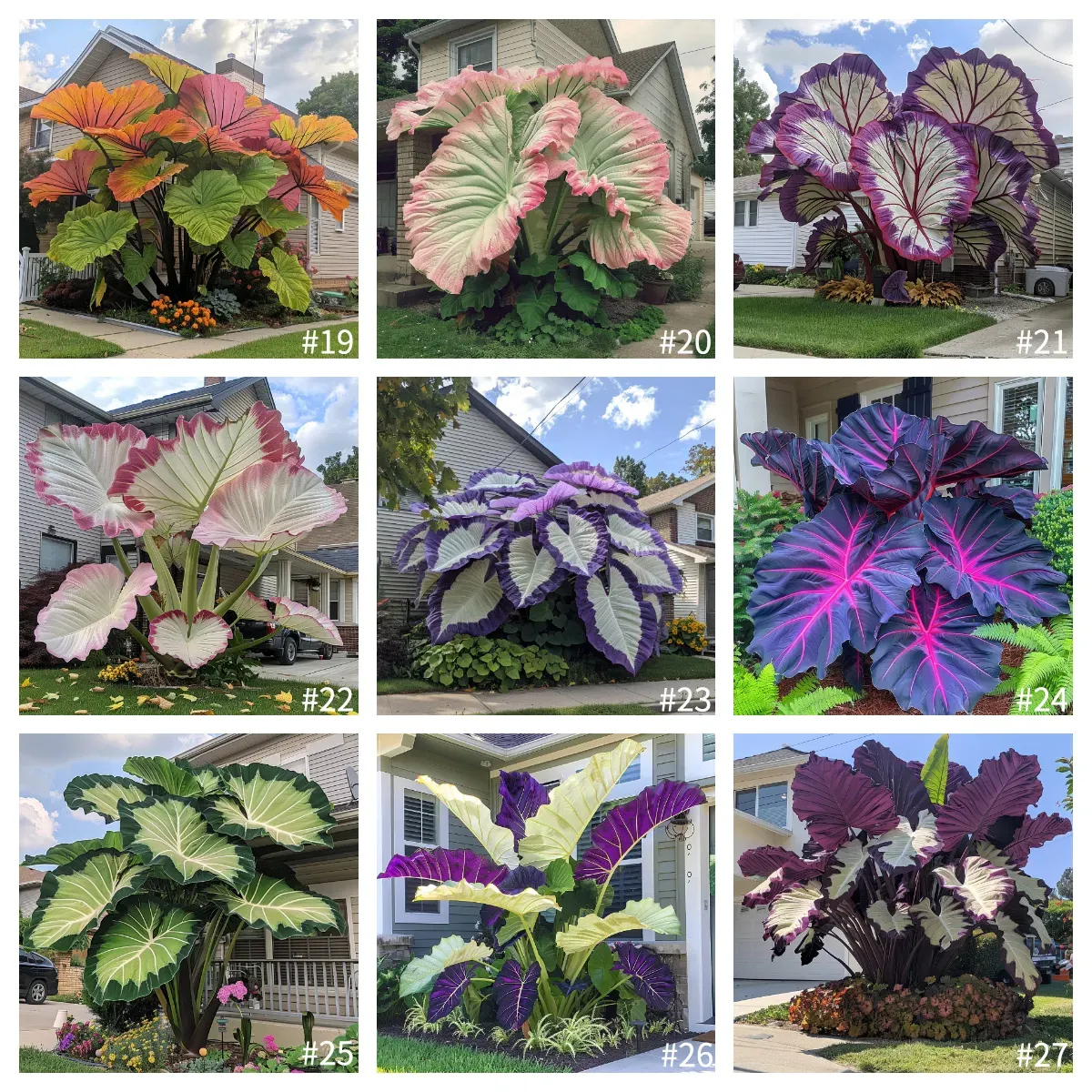 🎉Rare🌿Giant Caladium Bulbs（#5）