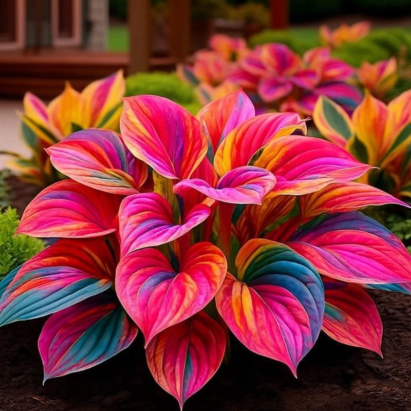 💥 2025 Hot New Release –Midnight Aurora Hosta, The Plant That Glows at Night 🌌