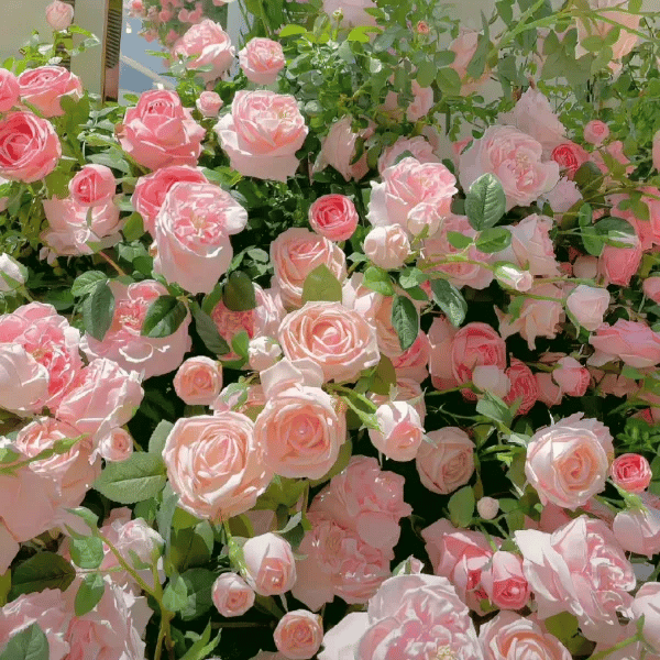 🌸Rare Climbing Rose Seeds – Fragrant Blooms for Your Garden, Easy to Grow🌹