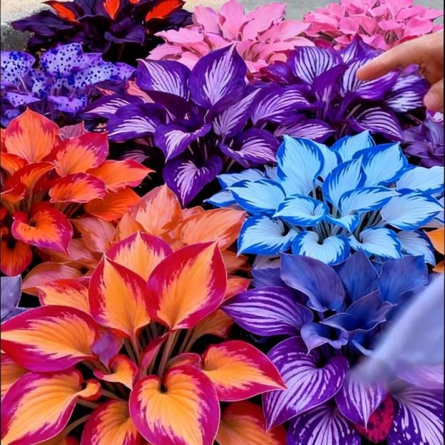 🌿 Prism Hosta Collection – Premium Multi-Color Bare Root Plants for Instant Shade Elegance