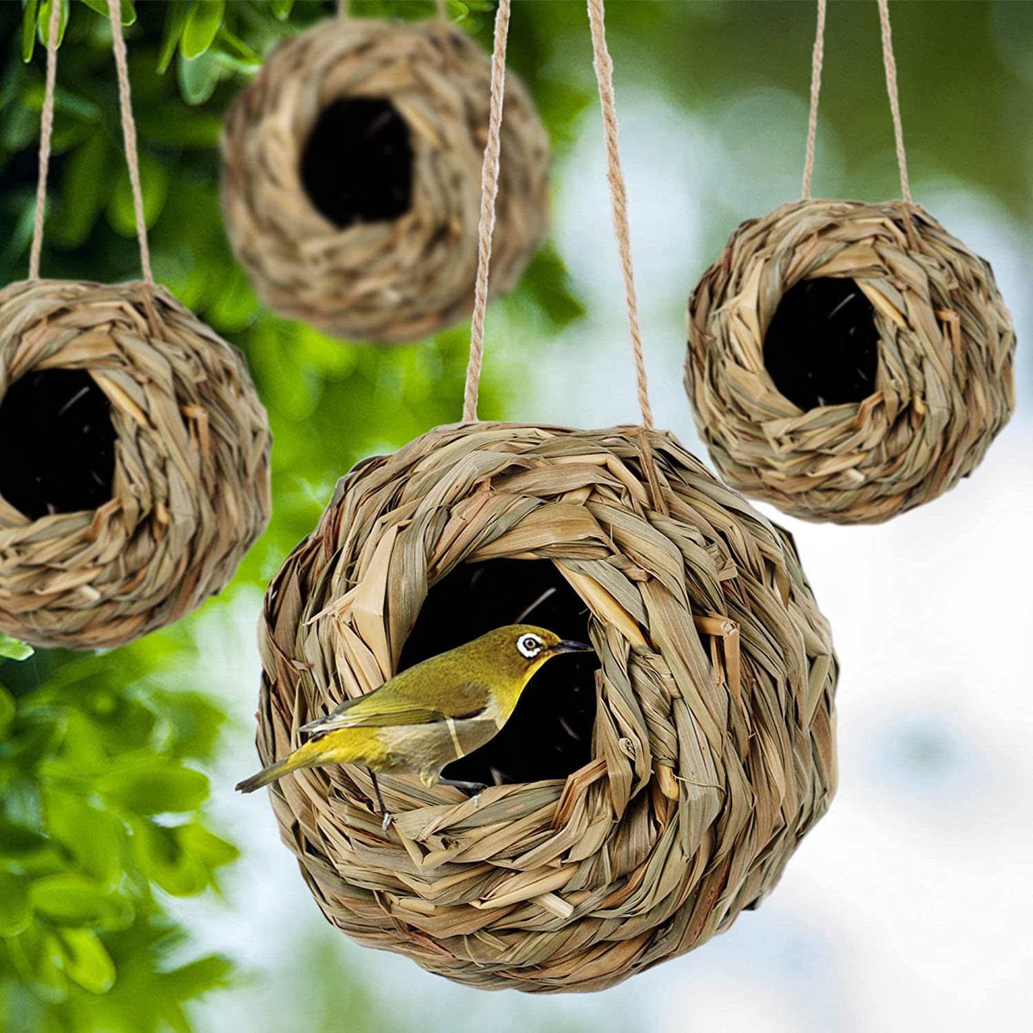💲50% OFF-🐦Hummingbird Nest House
