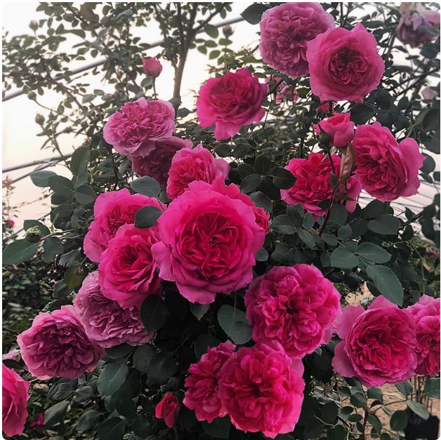 🌸Rare Climbing Rose Seeds – Fragrant Blooms for Your Garden, Easy to Grow🌹
