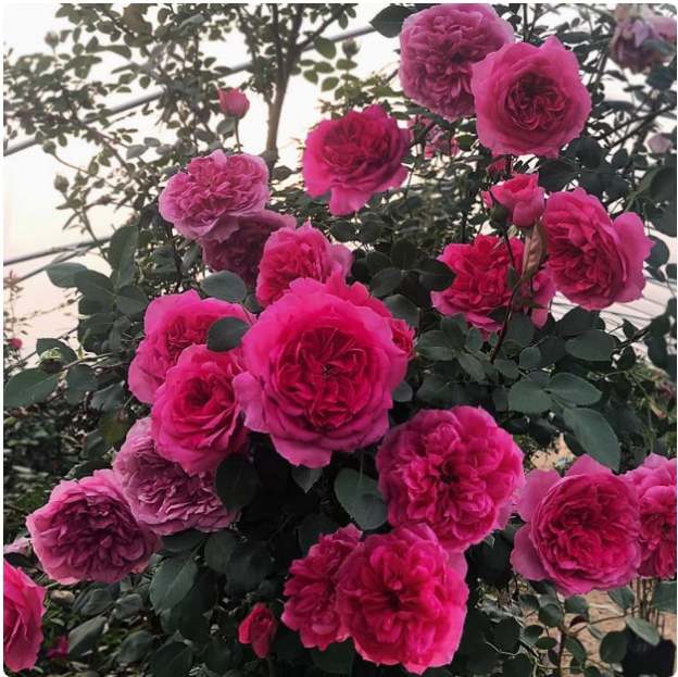 🌸Rare Climbing Rose Seeds – Fragrant Blooms for Your Garden, Easy to Grow🌹