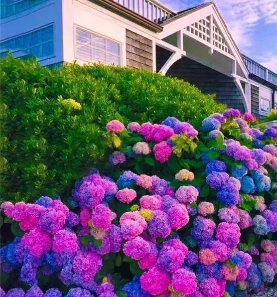🌈Mix Hydrangea Seeds - Beautiful and Hardy Perennial Seeds for Your Garden