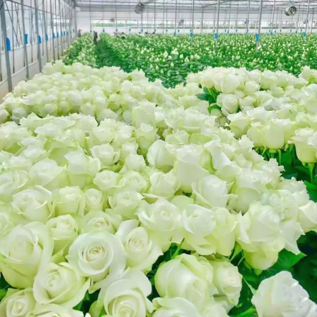 🌸Rare Climbing Rose Seeds – Fragrant Blooms for Your Garden, Easy to Grow🌹