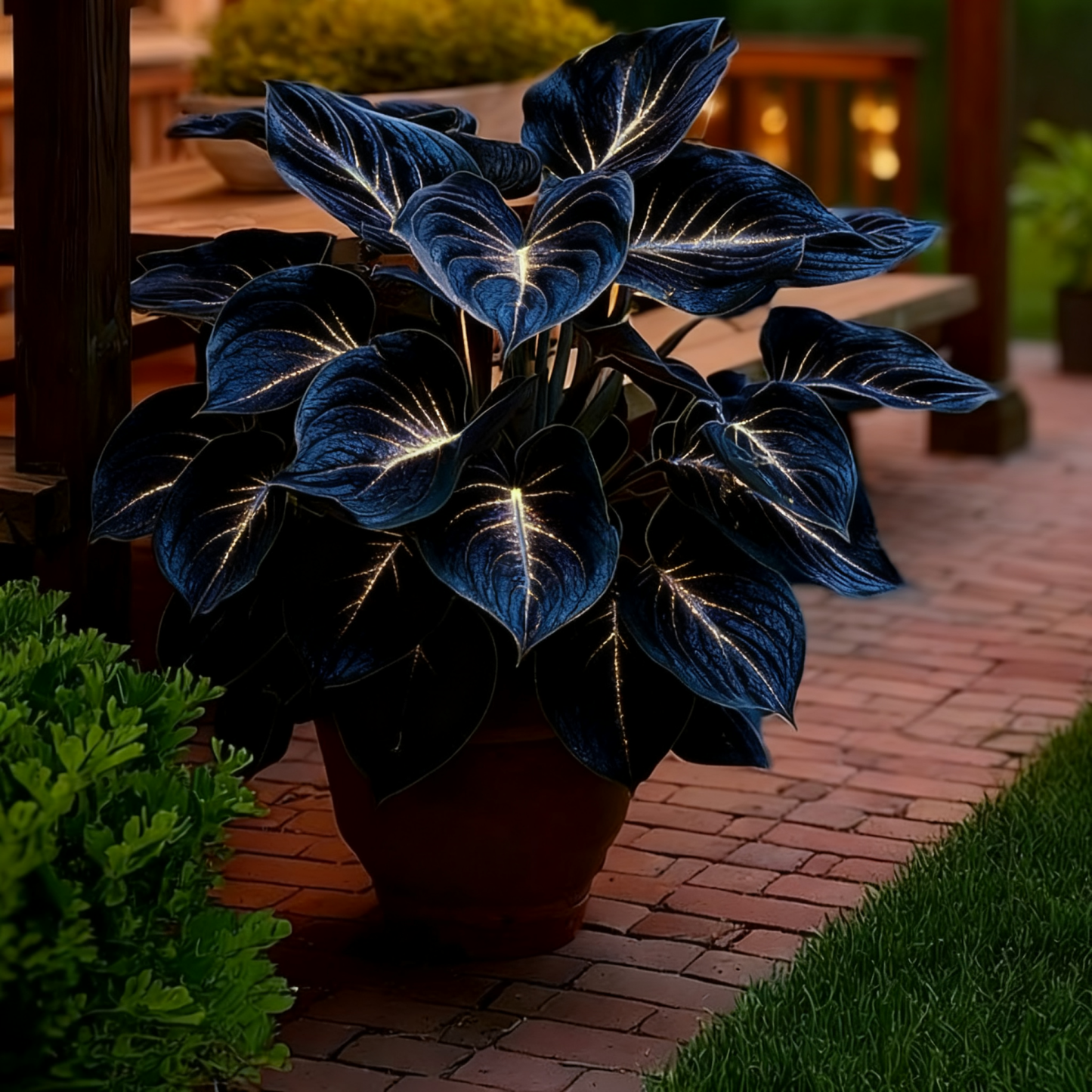 💥 2025 Hot New Release –Midnight Aurora Hosta, The Plant That Glows at Night 🌌