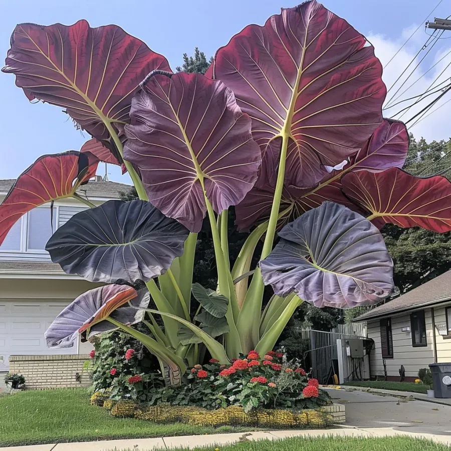 🎉Rare🌿Giant Caladium Bulbs（#5）