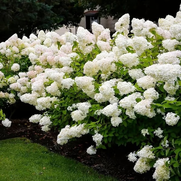 🌈Mix Hydrangea Seeds - Beautiful and Hardy Perennial Seeds for Your Garden