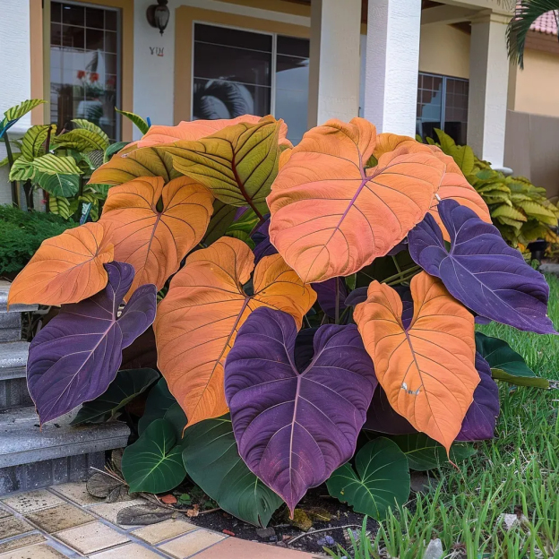 🎉Rare🌿Giant Caladium Bulbs（#5）