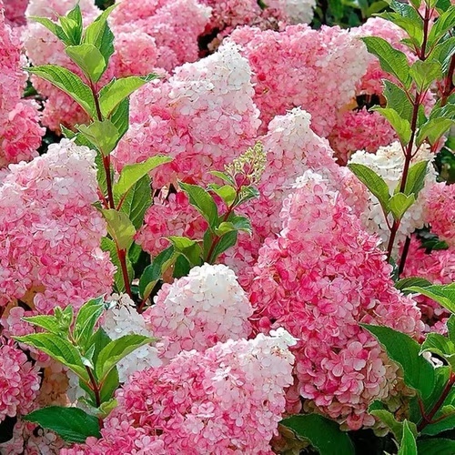 🌈Mix Hydrangea Seeds - Beautiful and Hardy Perennial Seeds for Your Garden