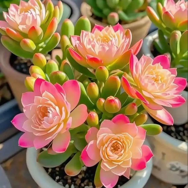 Purple Moon Orchid Bulbs - Mosquito Repellent Orchid