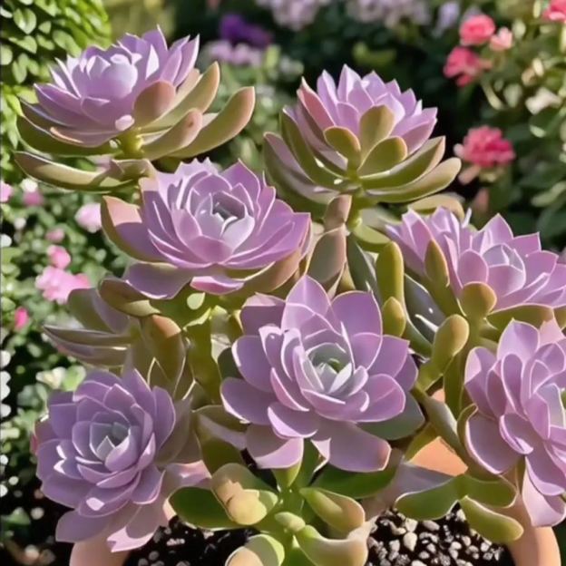 Purple Moon Orchid Bulbs - Mosquito Repellent Orchid