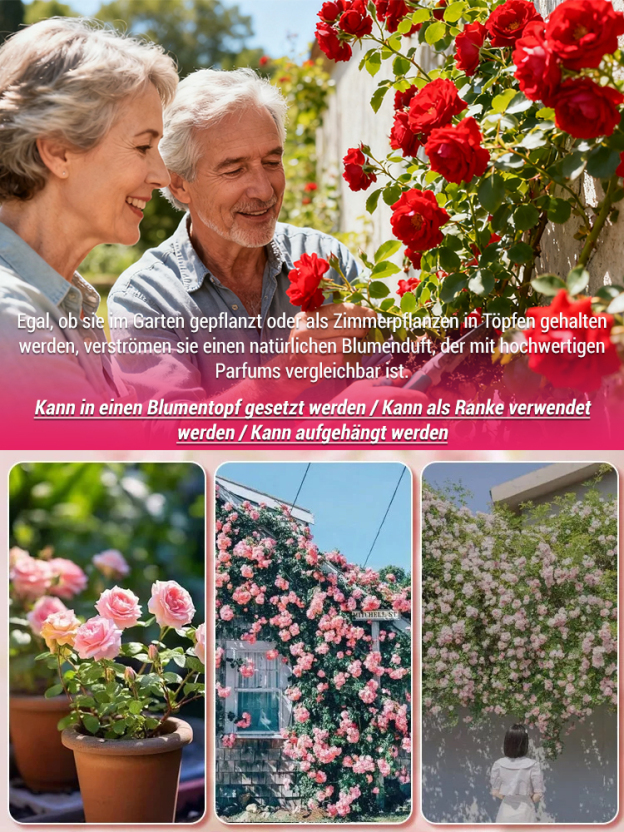 Jährlich blühende Kletterrosensamen