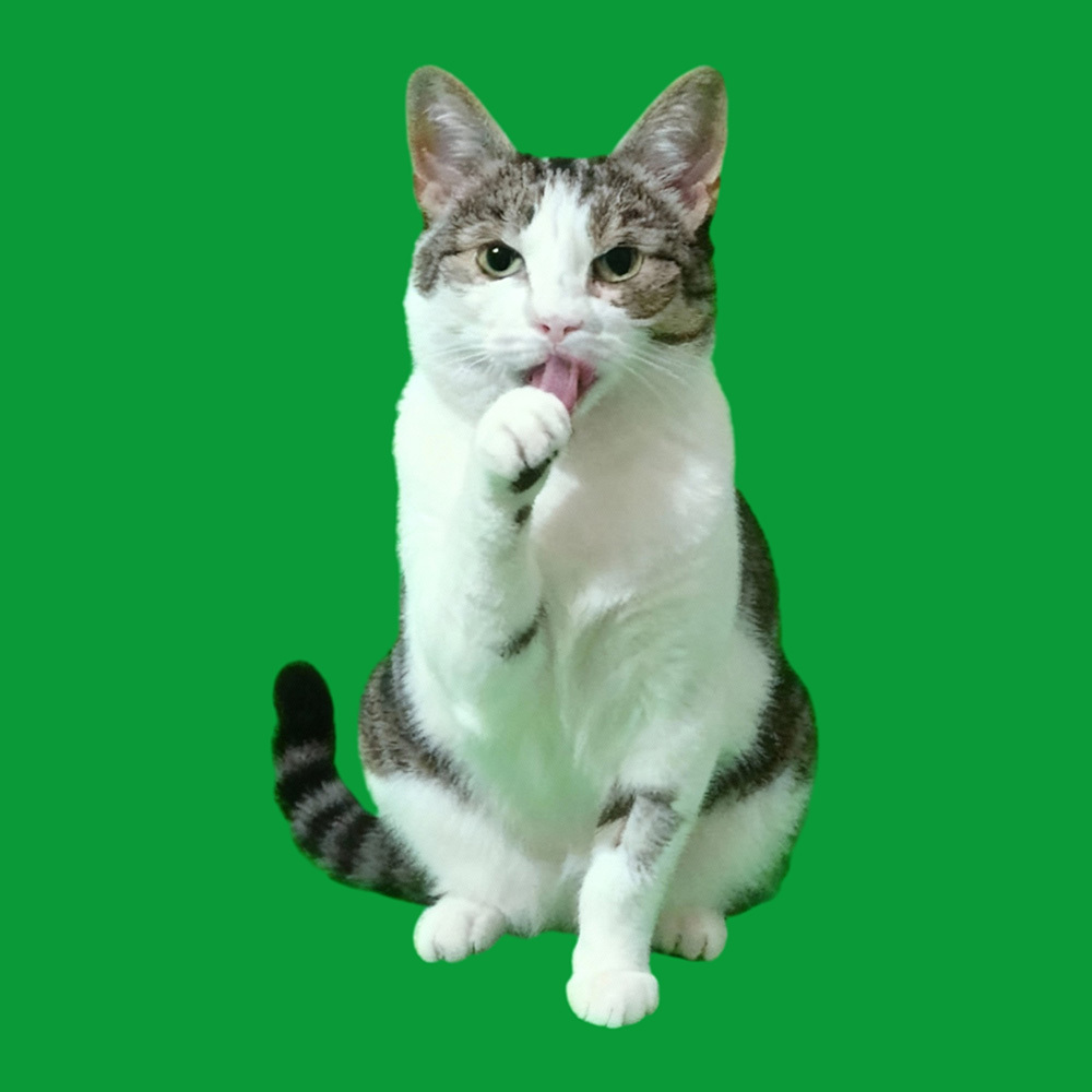 Licking Paws Scenes - Cats