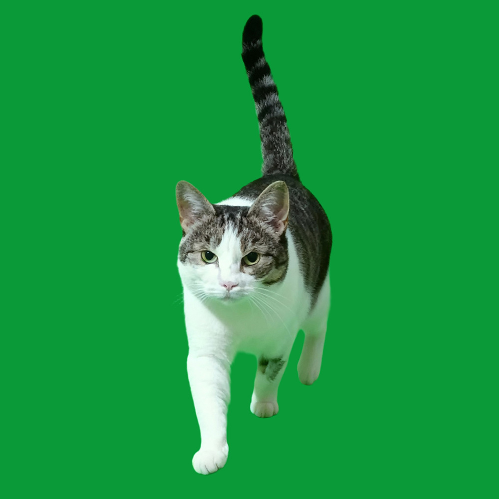 Walking Scenes - Cats