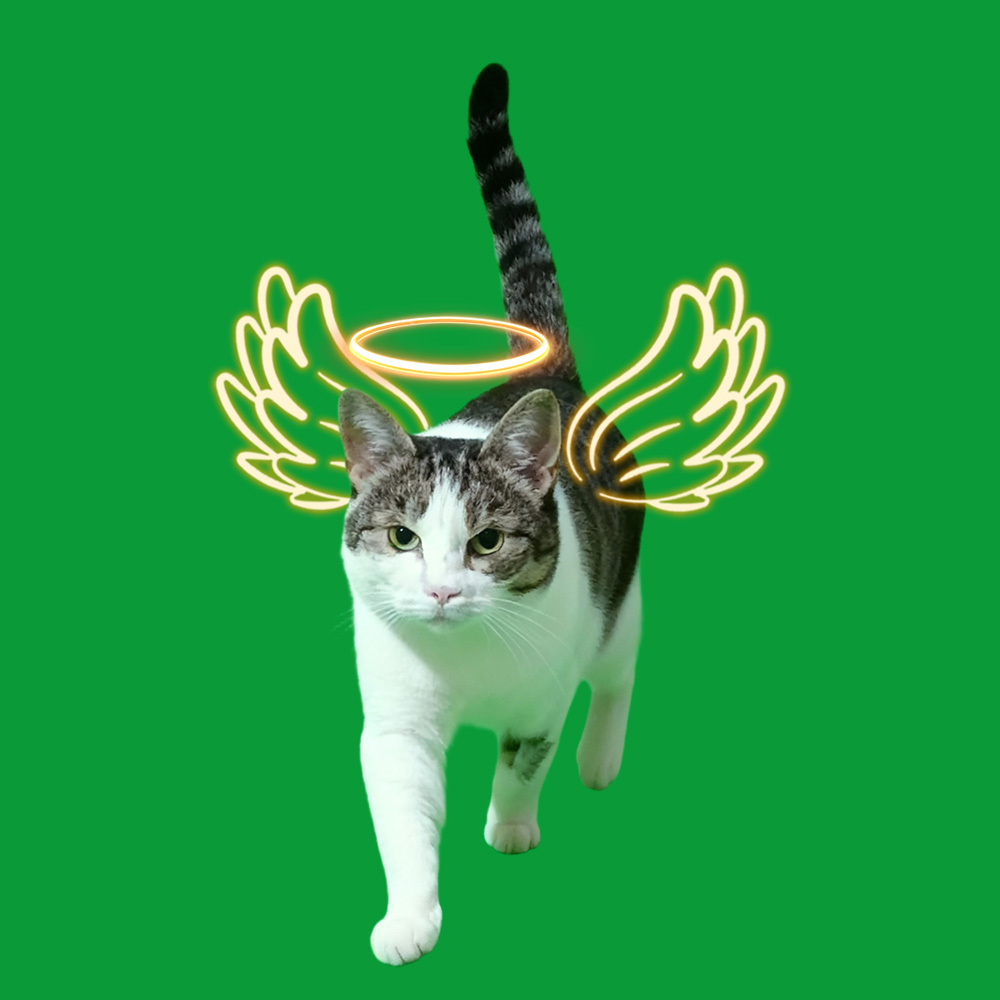 Halo Wings Walking Scenes