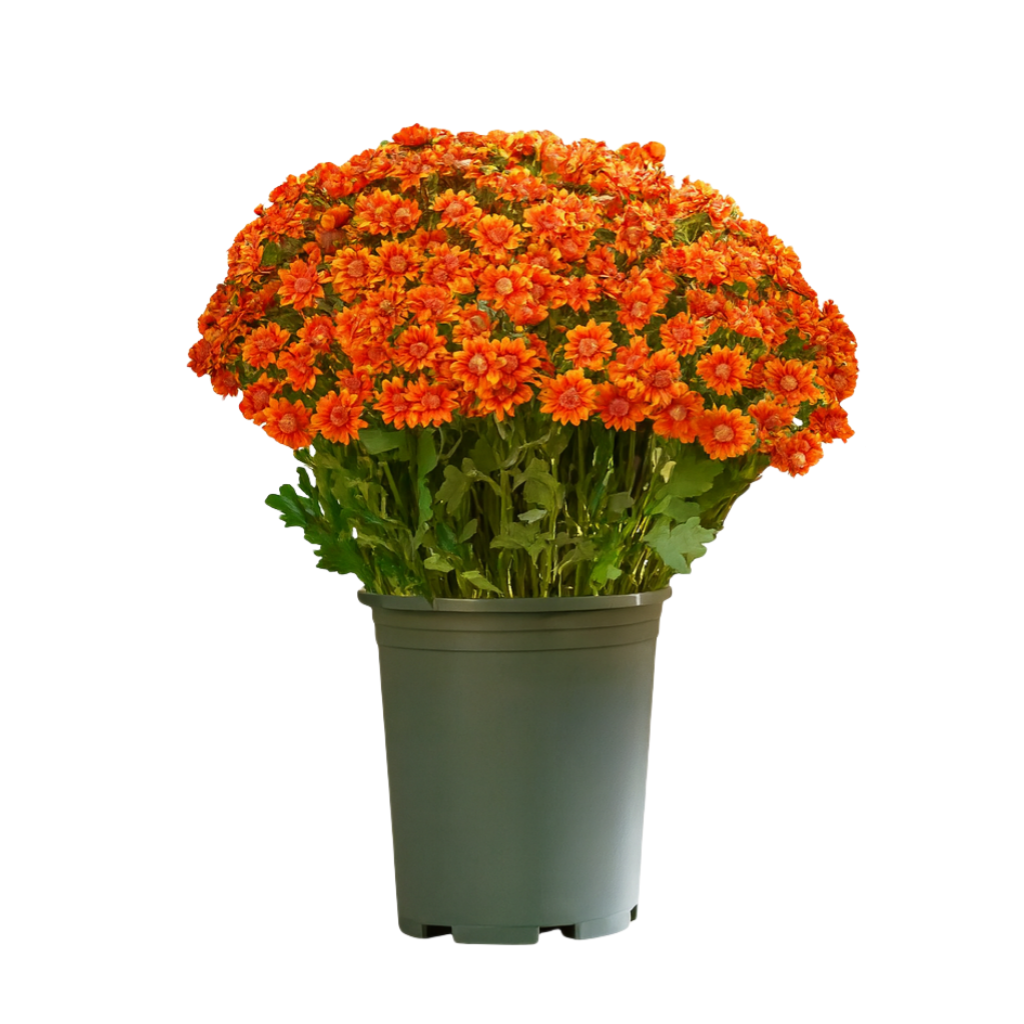 💥Last Day 70% OFF🌼Welcome autumn- Artificial Outdoor Sunset Mums Flowers - UV resistant, Waterproof, Windproof