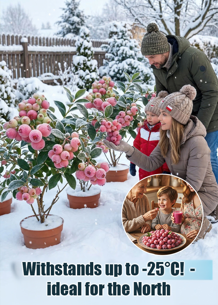 Rare Pink Berries: Sweeter Than Candy! 🍬🍓Grow Stunning Pink Blueberries at Home! 🏡💖Get 3000 Pink Berry Seeds for Just $52! 💰🚀