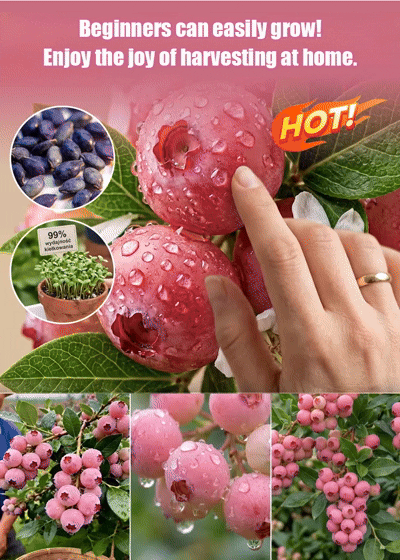 Rare Pink Berries: Sweeter Than Candy! 🍬🍓Grow Stunning Pink Blueberries at Home! 🏡💖Get 3000 Pink Berry Seeds for Just $52! 💰🚀