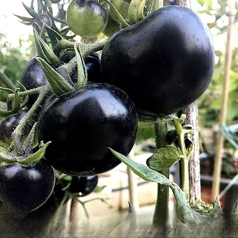 🧑‍🌾 New Black Tomato from Agri-Tech Institute – 3x More Nutrients Than Regular Tomatoes🖤 Purple Skin, Dark Flesh – High in Antioxidants, Eat Your Way to Youth🍅 Large Fruit Tomato – Bursts with Juice, Sweeter Than Your First Love