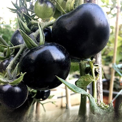 🧑‍🌾 New Black Tomato from Agri-Tech Institute – 3x More Nutrients Than Regular Tomatoes🖤 Purple Skin, Dark Flesh – High in Antioxidants, Eat Your Way to Youth🍅 Large Fruit Tomato – Bursts with Juice, Sweeter Than Your First Love