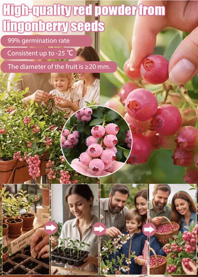 Rare Pink Berries: Sweeter Than Candy! 🍬🍓Grow Stunning Pink Blueberries at Home! 🏡💖Get 3000 Pink Berry Seeds for Just $52! 💰🚀